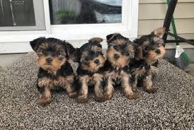 Com yorkipa yorkies.com washington state washingtonyorkiebreeders.com oragonian yorkshire terrier seattle washington tacoma washington wa roseburg oregon eugene or springfield or lodi california stockton lake tahoe. Pin On Puppy Yorkie