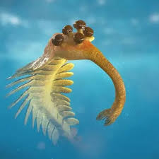 Image result for Otiophora