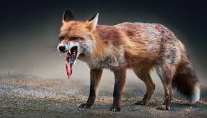 Rabid Fox Closeup Shot Stock Illustrations – 3 Rabid Fox Closeup Shot Stock  Illustrations, Vectors & Clipart - Dreamstime