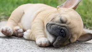 Favorite this post jun 18 lilac french bulldog Frenchies Of Panama City And Pcb Home Facebook