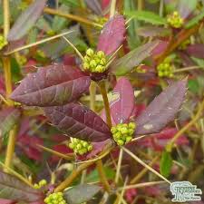 Image result for Berberis julianae