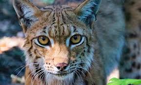 Maybe you would like to learn more about one of these? Wild Cats Of India Big Cats Of India Small Cats