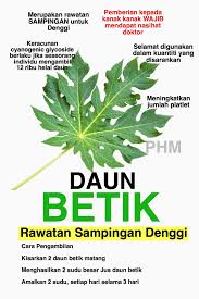 Cuci daun betik dengan air biasa, jangan pakai air panas kerana boleh hilang khasiatnya. Public Health Malaysia 2 Helai Daun Betik Setiap Hari Mampu Meningkatkan Platlet Pesakit Denggi Kajian Klinikal Terhadap Jus Daun Betik Di Dalam Pesakit Denggi Denggi Tidak Berdarah Dan Denggi Berdarah Kelas