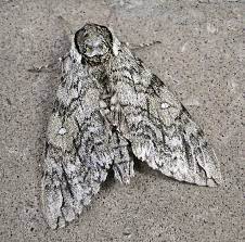 What kind of moth is this? Anybody Know What Kind Of Moth This Is Ceratomia Undulosa Moth Beautiful Butterflies Tiger Moth