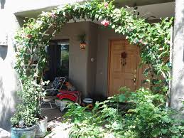 Finally thinned our the canopy some in the bougainvillea over rock. Can You Grow Bougainvillea In Pots Growing Mandevilla Vines Dipladenia In Containers Tjs Garden