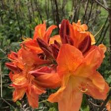 Deciduous Azalea Arneson Gem Knap Hill Everyonewelcome Openeveryday 10am 4pm In May Azaleas Camellias Hydrangeas Rhodo Market Garden Azaleas Plants