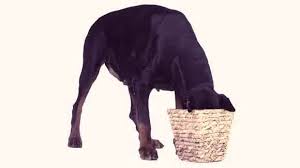 We did not find results for: How To Feed A Doberman Pinscher Petcarerx
