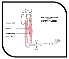 Myofascial trigger point reference including referred pain and muscle diagrams as well as symptoms caused by triggerpoints. Lose Those Tuck Shop Arms Now Commit To Be Fit