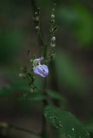 Image result for Isoglossa