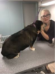 Should You Shave Your Double Coated Dog Dogs Pets Pet Hacks