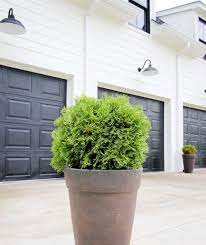 You can buy them in stores in containers too. 8 Best Shrubs And Trees For Containers Plank And Pillow