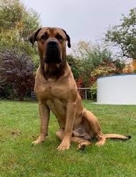 I've read that a boerboel's temperament is not as stable as a rottweiler's, is this true? Happy End Boerboel Bronco Molosser Vermittlungshilfe