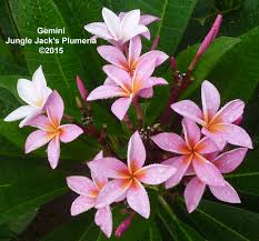 Gemini Jungle Jacks Plumeria Plumeria Flowers Flower Pot Design