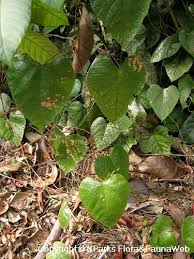 Image result for Ampelocissus