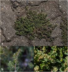 Image result for Euphorbia prostrata