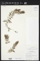 Image result for Ceratophyllum muricatum
