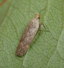 Image result for Bryotropha similis