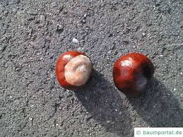 Preis pro kg 19,50 € paella pro pers. Kastanie Aesculus Hippocastanum