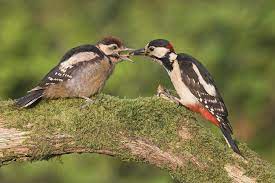 Peanuts, sunflower seeds and fat or suet balls are best for hanging up or placing in a feeder, and it's also worth discarding apple cores across your garden as woodpeckers will peck at these to see if they can find grubs inside. How To Attract Woodpeckers To Your Garden Ark Wildlife Uk