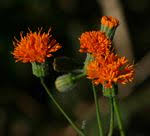 Image result for Emilia caespitosa