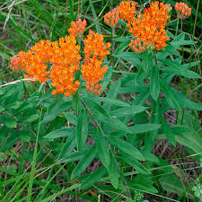 Image result for Asclepias foliosa