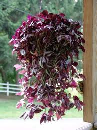 Check spelling or type a new query. 26 Beautiful Wandering Jew Plant Indoor Garden Plants