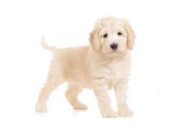 A woman named adrianna notified us about a goldendoodle puppy, fozzie, that she had purchased from broadway puppies in escondido, california. How To Adopt Teddybear Goldendoodles