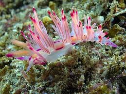 Image result for Bulbostylis nudiuscula