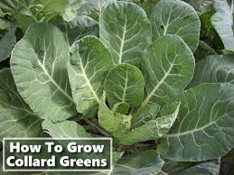 I swish them about, then let them soak in the salty water the time you plant flowers depends on the type of flowers you are planting. How To Grow Collard Greens