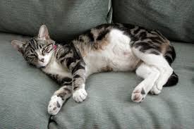 How can you tell if your cat is pregnant? My Cat Is Pregnant What Can I Expect