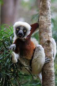 Curious Little Coquerel Sifaka In The Eastern Madagascar Rainforest Of Analamazaotra Reserve Rainforest Animals Madagascar Animals Animals Wild