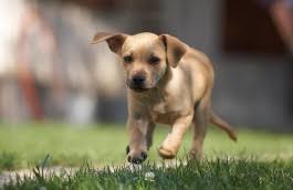 Our thrift shoppe raises money to help. Humane Society Of Southwest Missouri Home