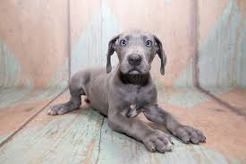 The unregulated breeders who are selling outside of the. How Much Does A Great Dane Cost The Complete Buyer S Guide Perfect Dog Breeds