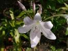 Image result for Crinum subcernuum