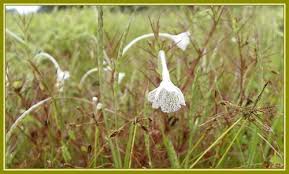 Image result for Rhamphicarpa