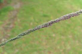 Image result for Sporobolus mauritianus