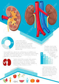 Human Kidney Infographic Poster With Chart Diagram And Icon