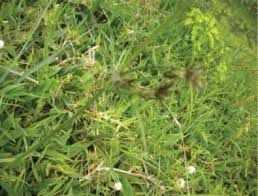 Image result for Phyllanthus pseudoniruri