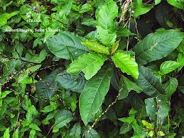 Image result for Petiveria alliacea
