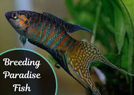 If petco can steer people from blue tang's to bettas. How To Breed Paradise Fish Pethelpful By Fellow Animal Lovers And Experts