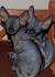 Sphynx Kittens for Sale - Adoptapet