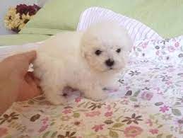 Looking for puppies for sale in texas? Bolognese And Coton De Tulear Puppies For Sale