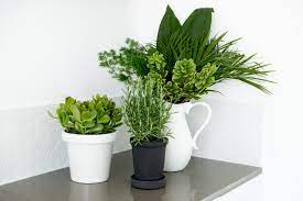 Let the rainbows bring forth a magnificent life. Q A Are Fake Plants Bad Feng Shui Simple Shui