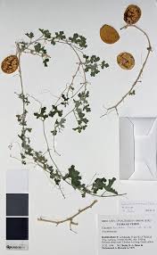 Image result for Oreosyce africana