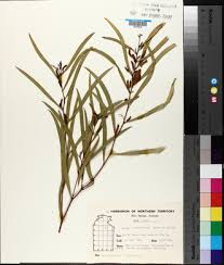 Image result for Acacia adenocalyx