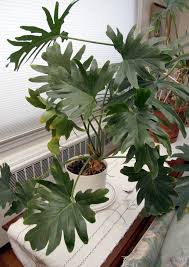 Split Leaf Philodendron Remains A Favorite Tropical Houseplant Philadendron Plant Plants Philodendron Plant