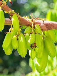It is a large forest tree of the eastern united states and southern ontario in canada. Creative Farmer Fruit Plants Live Averrhoa Bilimbi Cucumber Tree Fruit Plant Acid Flavor For Kitchen Garden 1 Healthy Live Plant Amazon In Garden Outdoors