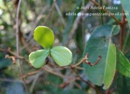 Image result for Hippocratea africana