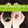 Avoid planting the tree too deep. 1