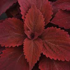 Image result for Coleus buchananii